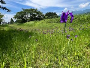 6月7日開花状況