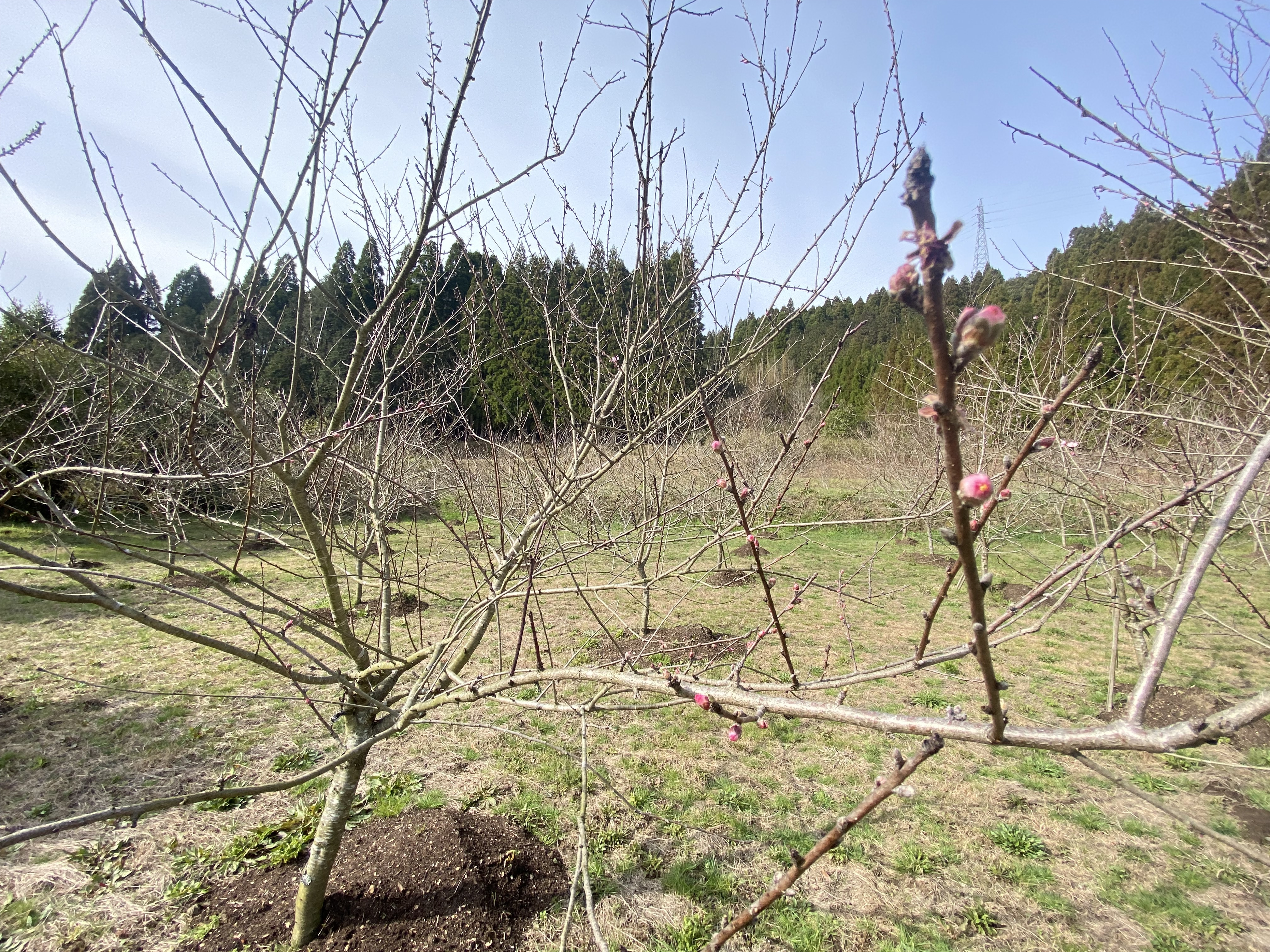 開花状況