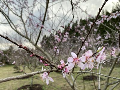 開花状況