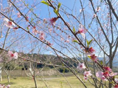 開花状況