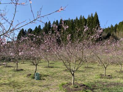 開花状況