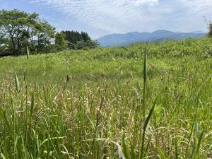 令和6年三日月池ハナショウブ開花情報