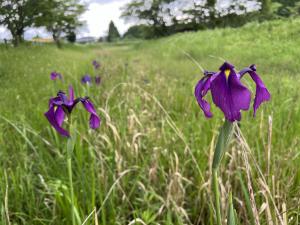 ハナショウブ様子5月27日