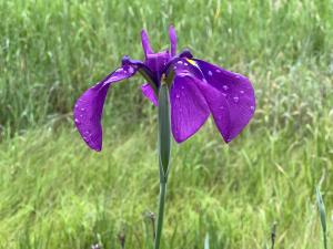 ハナショウブ様子5月27日②