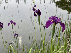 5月31日ハナショウブ状況