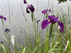 5月31日ハナショウブ状況