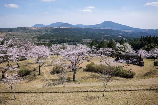 池平桜1