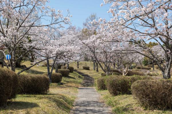 池平桜2