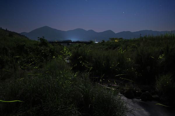 川添地区ホタル