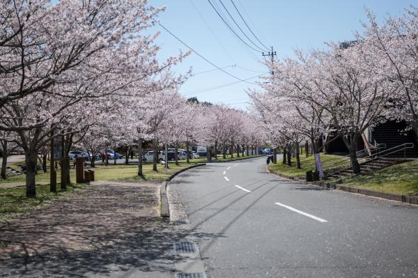丸池桜1